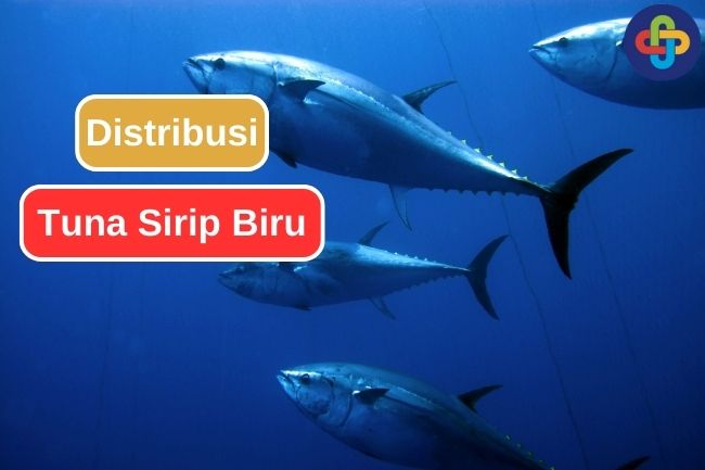 Inilah Area Persebaran dari Tuna Sirip Biru 